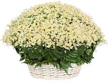 Цветочная композиция из Ромашки в корзине #REPLACE_PRED# Новый Городок Щелковского района